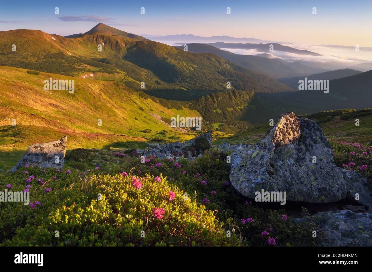 Mountain landscape on a sunny morning in the mountains. Blooming rhododendron bush in the sun. Pink flowers. Carpathian mountains, Ukraine, Europe Stock Photo