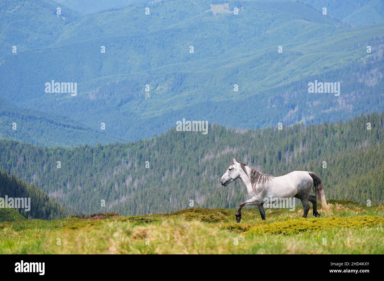 Summer landscape with a gray horse in a mountain valley Stock Photo