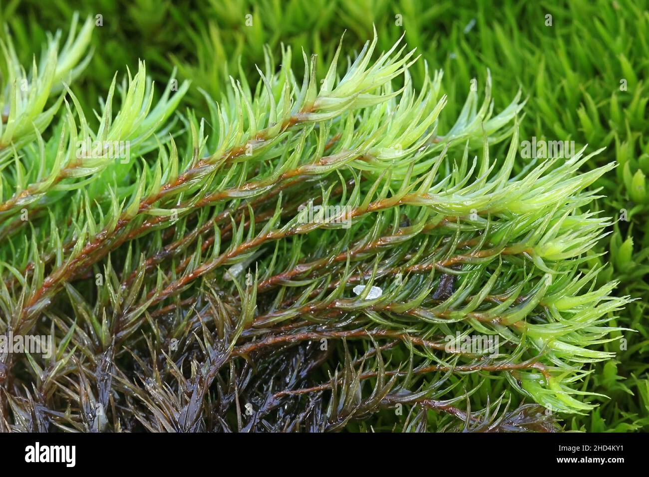 Dicranum scoparium, commonly known as broom forkmoss or broom moss Stock Photo