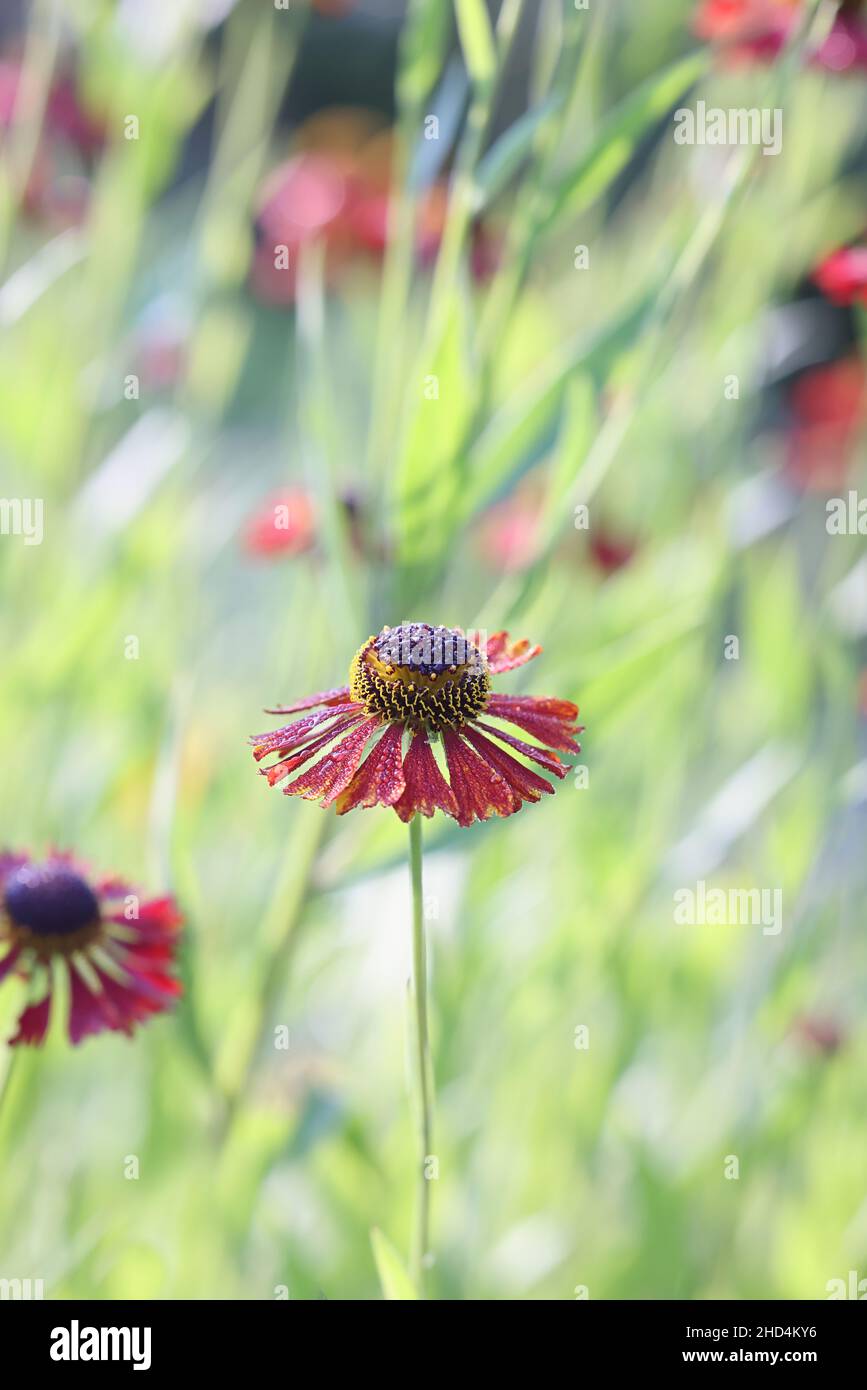 Helenium autumnale ‘Moerheim Beauty’, known as common sneezeweed or large-flowered sneezeweed, garden plant from Finland Stock Photo