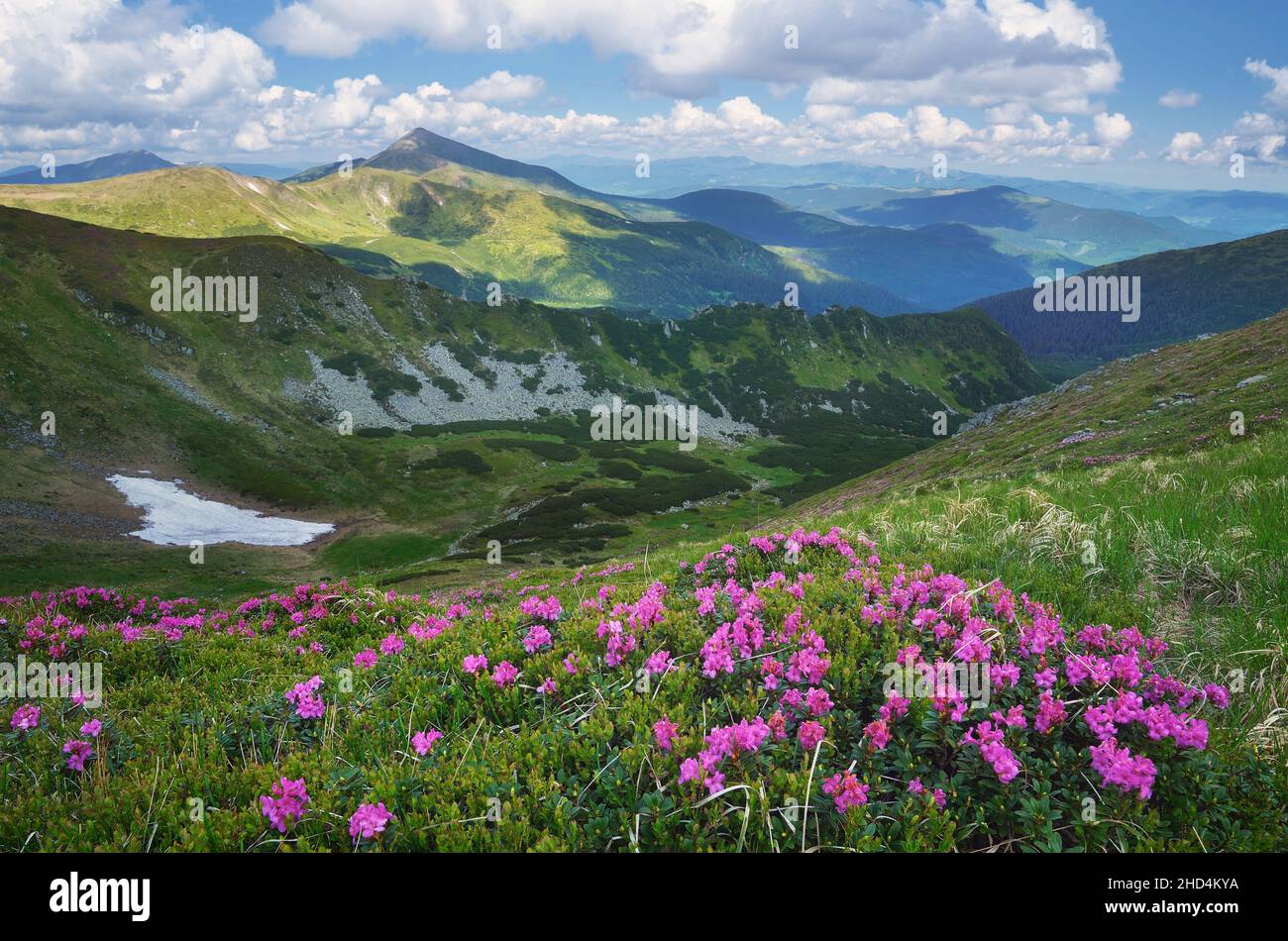 Summer landscape with flowers of rhododendron in the mountains. Carpathian mountains; Ukraine; Europe Stock Photo