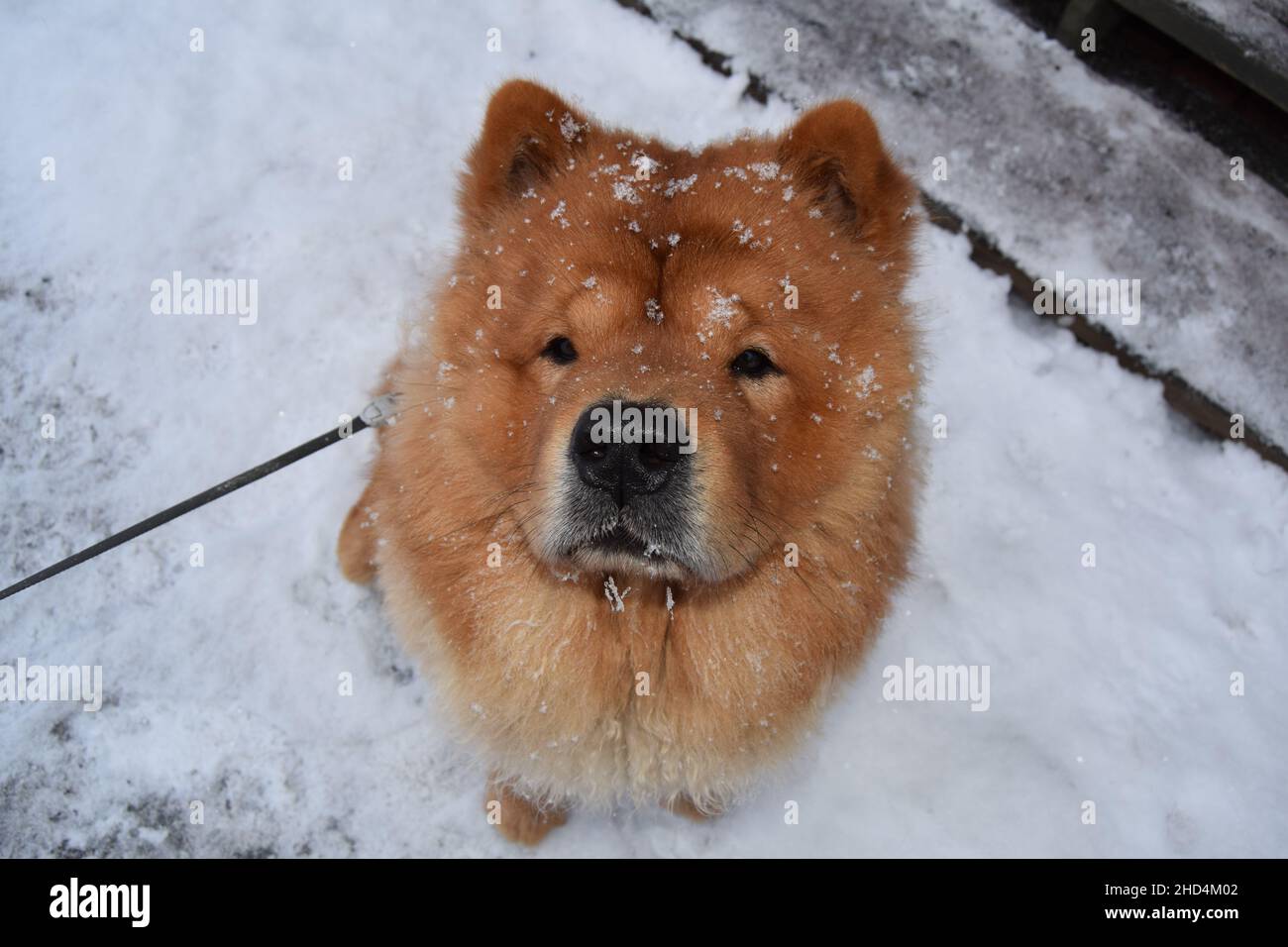 Cute Chow Chow dog with a leash in a snowy field Stock Photo Alamy