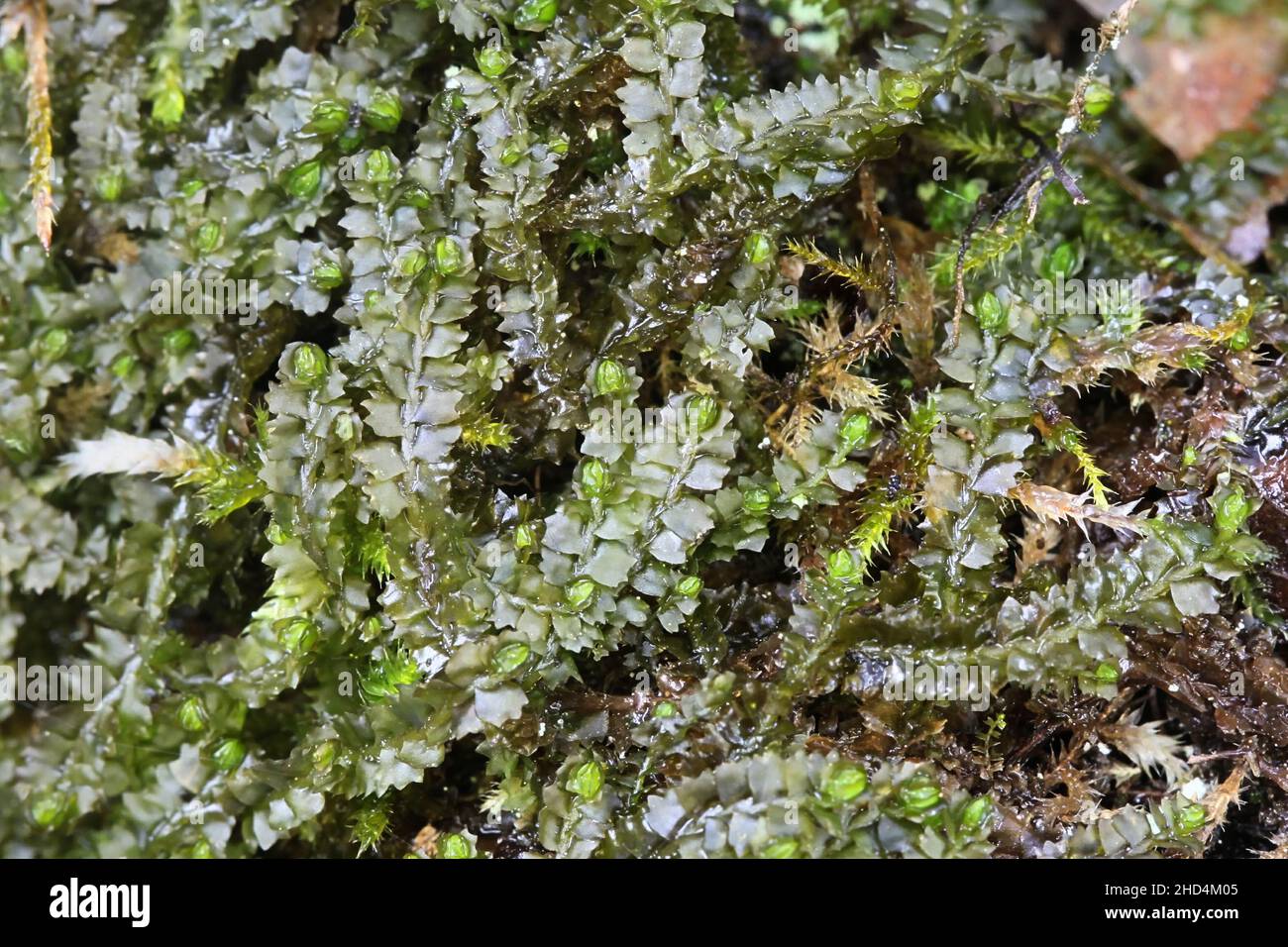 Barbilophozia barbata, commonly known as bearded pawwort Stock Photo
