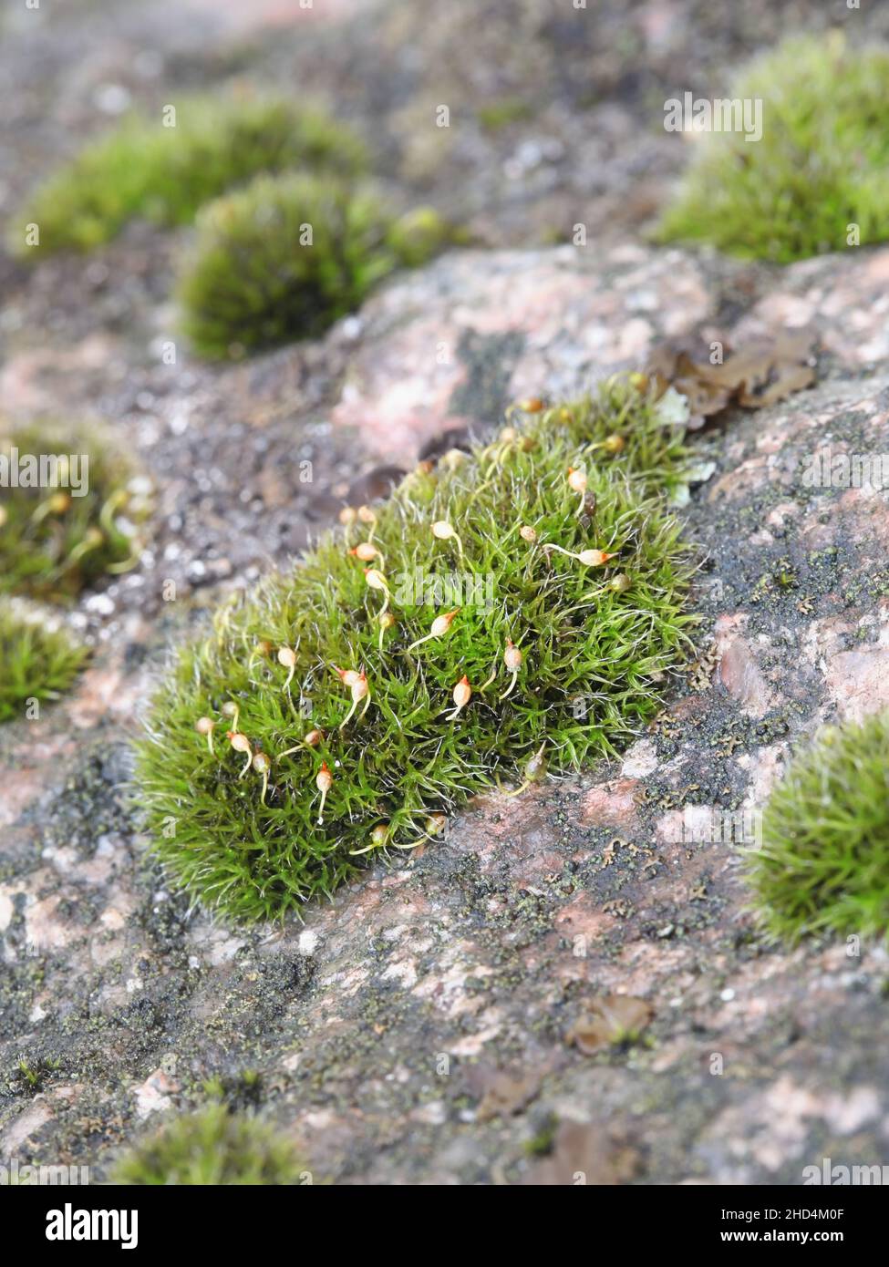 Grimmia muehlenbeckii, a tufted rock moss from Finland with no common English name Stock Photo