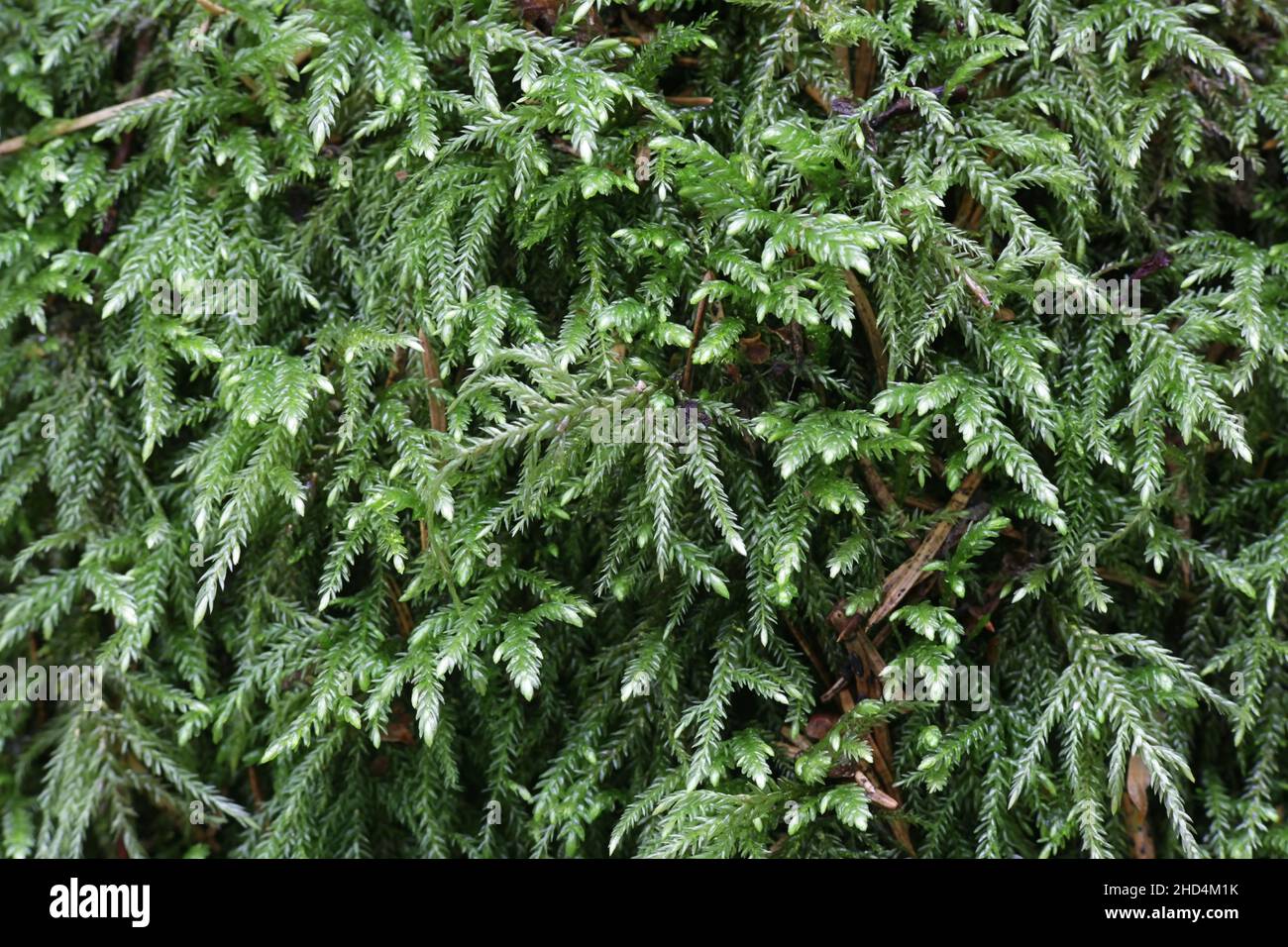 Isothecium alopecuroides, known as larger mouse-tail moss Stock Photo