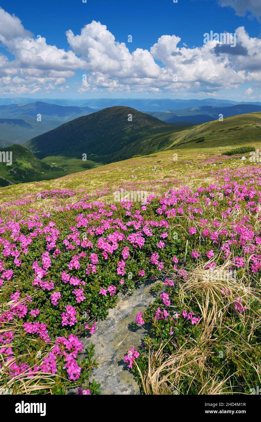 Spring flowers of rhododendrons. Blooming meadow in the mountains. Carpathians, Ukraine Stock Photo