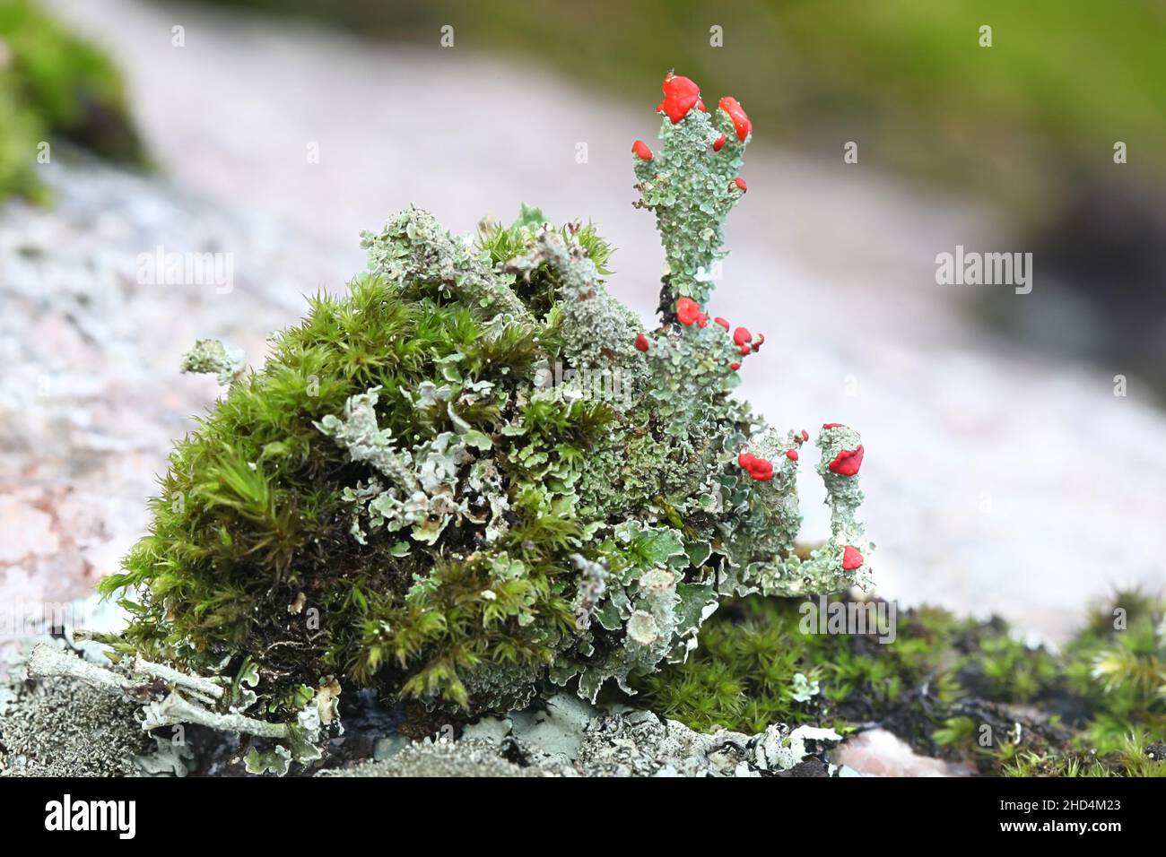 Cladonia coccifera, known as scarlet-cup lichen or madame's pixie-cup Stock Photo