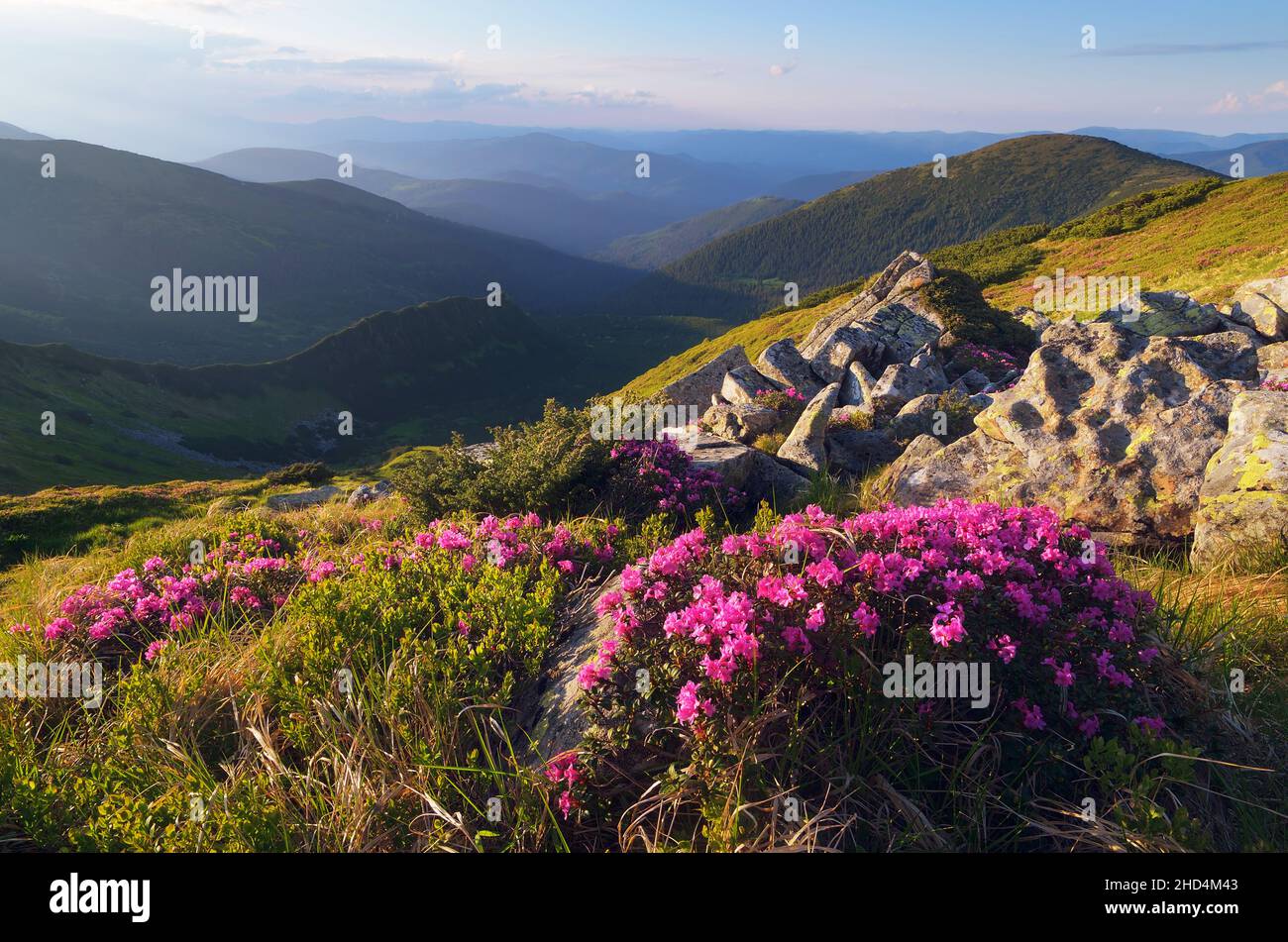 Rhododendron bush flowers in the mountains. Sunny summer evening. Carpathian mountains, Ukraine, Europe Stock Photo