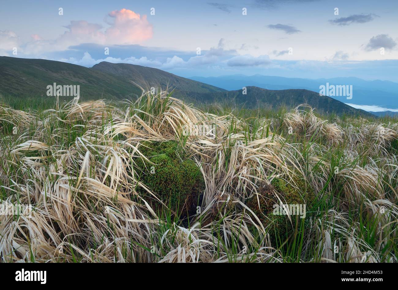 Evening landscape with moss and grass. Spring in the mountains. Carpathians, Ukraine Stock Photo