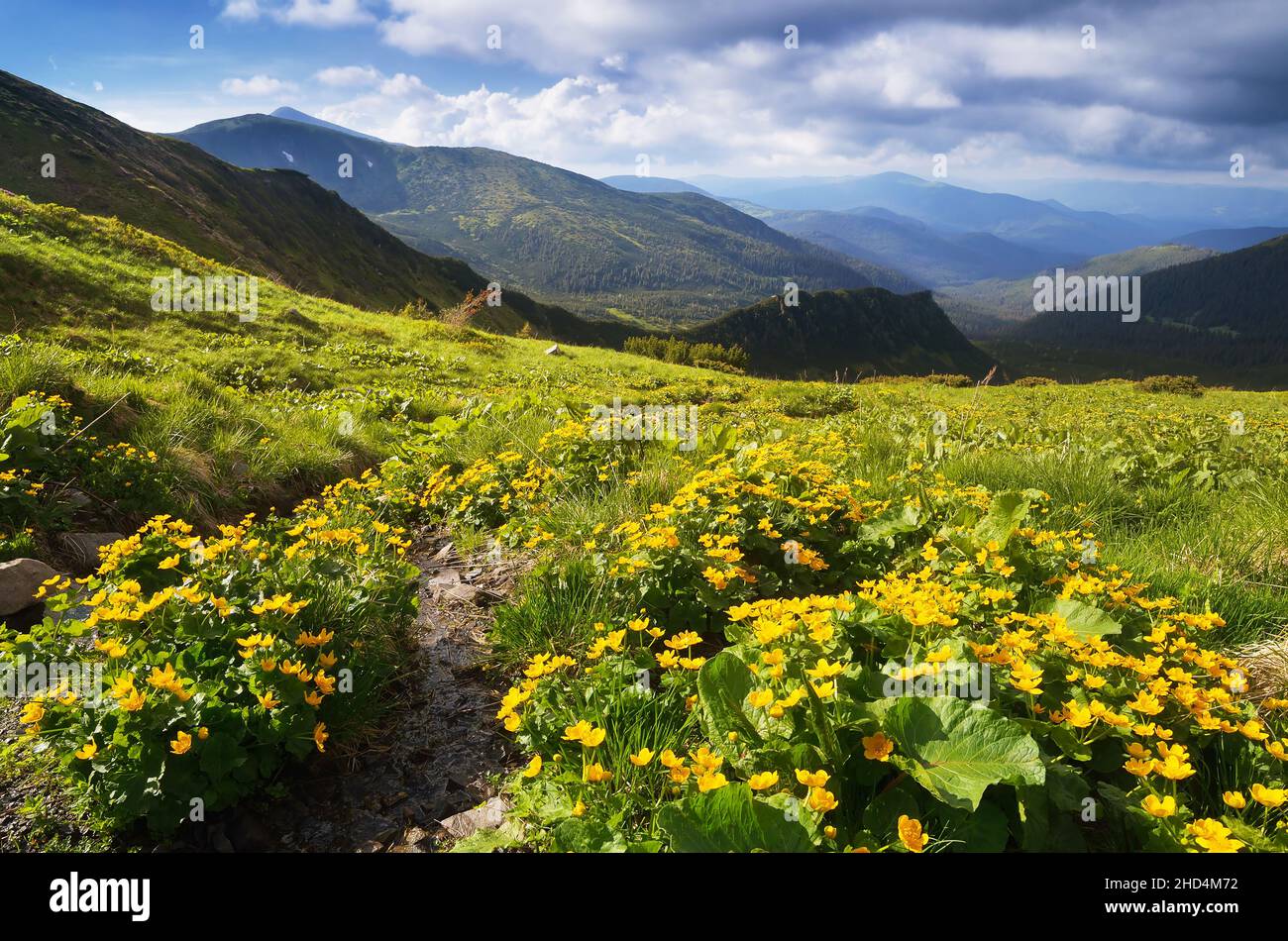 Summer landscape with yellow flowers in a mountain valley. Carpathians, Ukraine, Europe Stock Photo