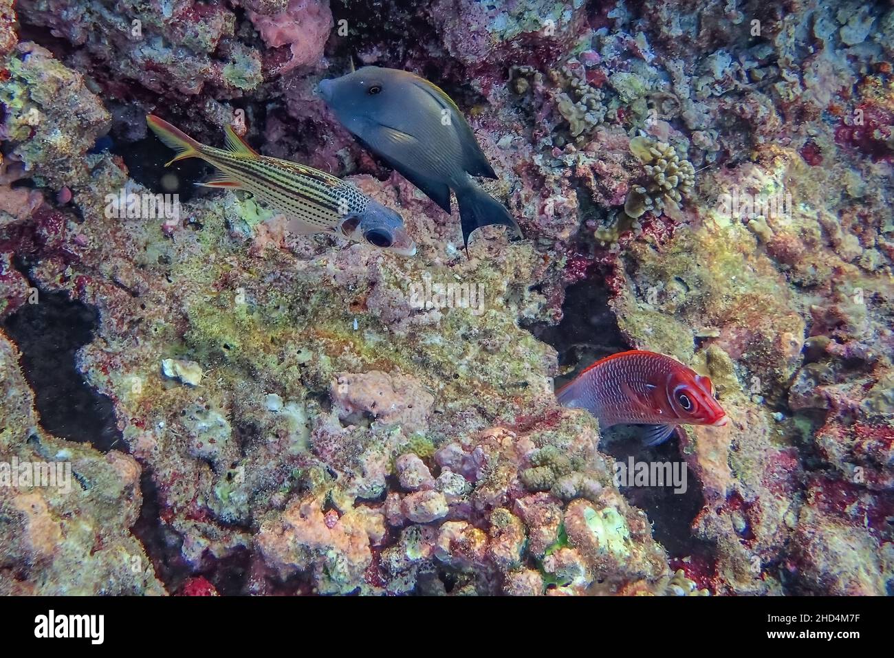 Three fishes on Maldives reef Stock Photo