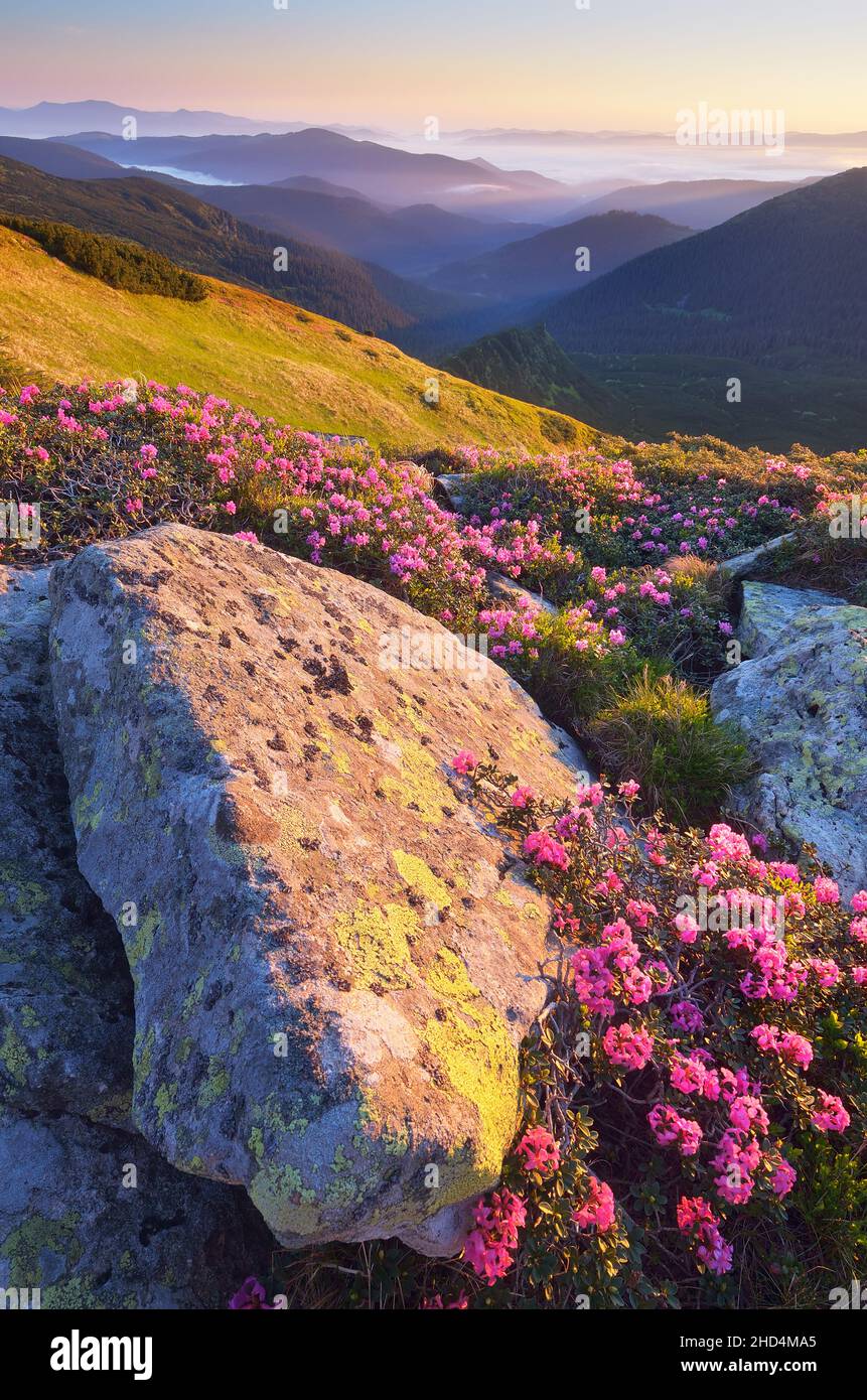 Sunny Dawn in the mountains. Blooming rhododendron bushes. Pink flowers in the morning sun. Carpathian mountains, Ukraine, Europe Stock Photo