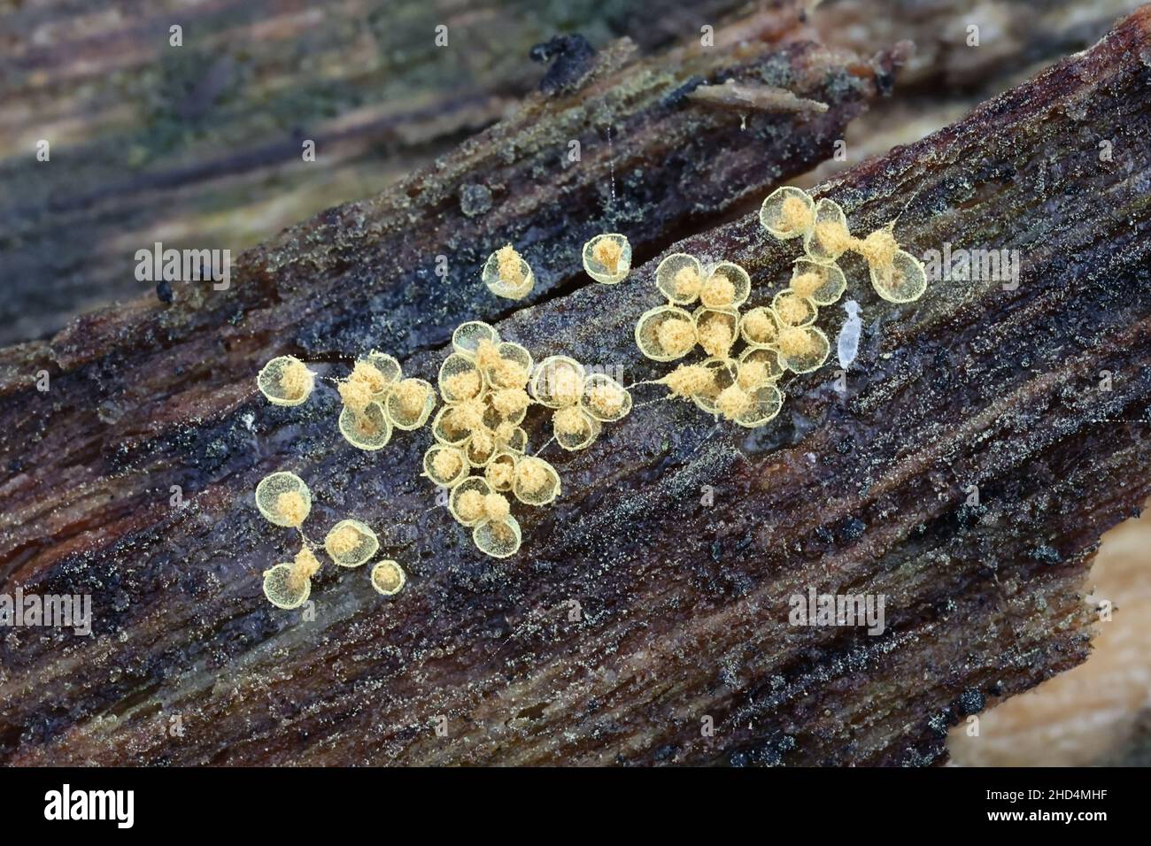 Hemitrichia abietina, also called Trichia abietina, a slime mold from Finland, no common English name Stock Photo