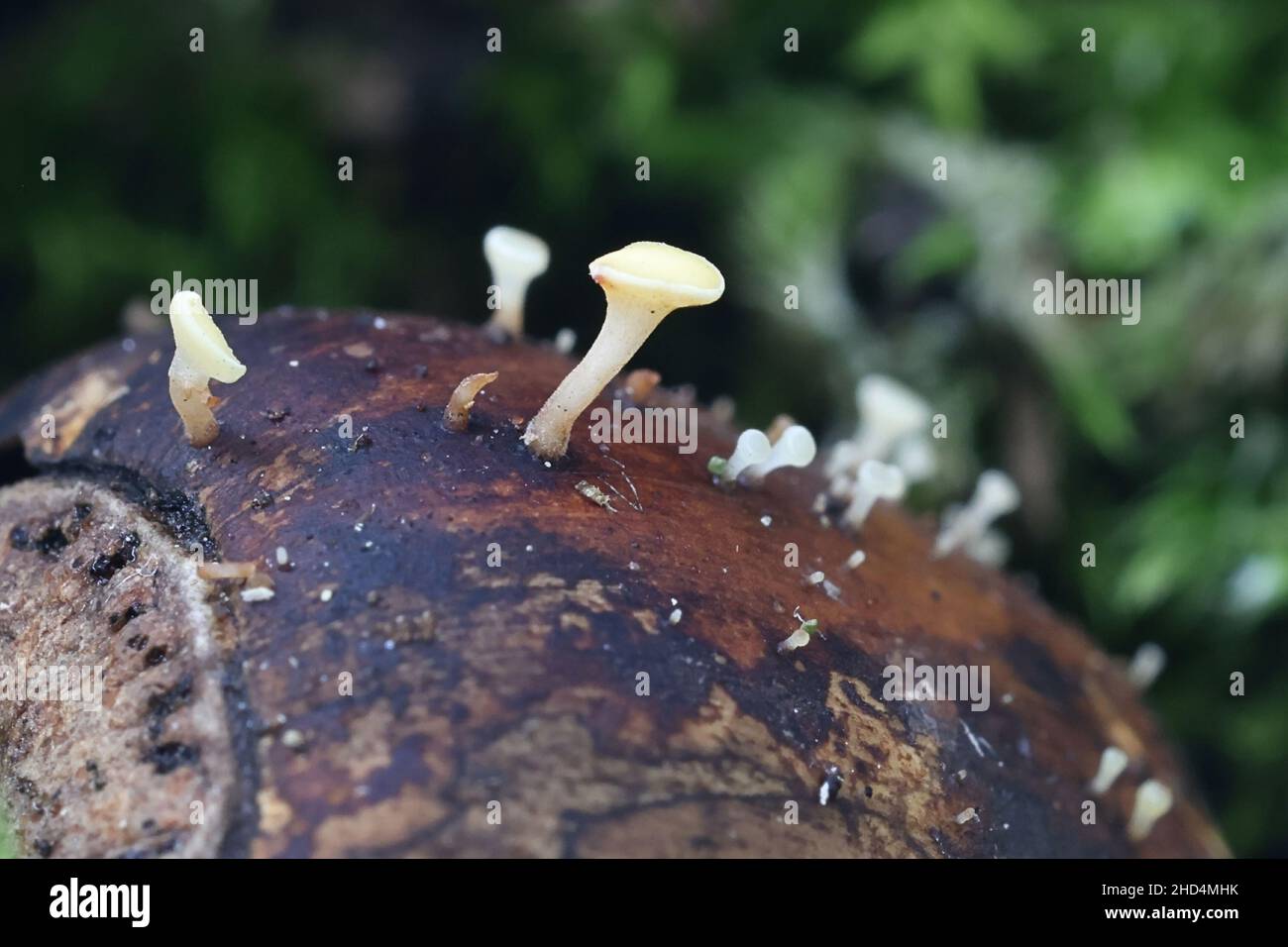 Hymenoscyphus fructigenus, commonly known as nut disco, wild fungus from Finland Stock Photo