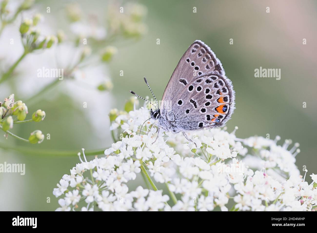 Agriades optilete, known as cranberry blue, butterfly from Finland Stock Photo