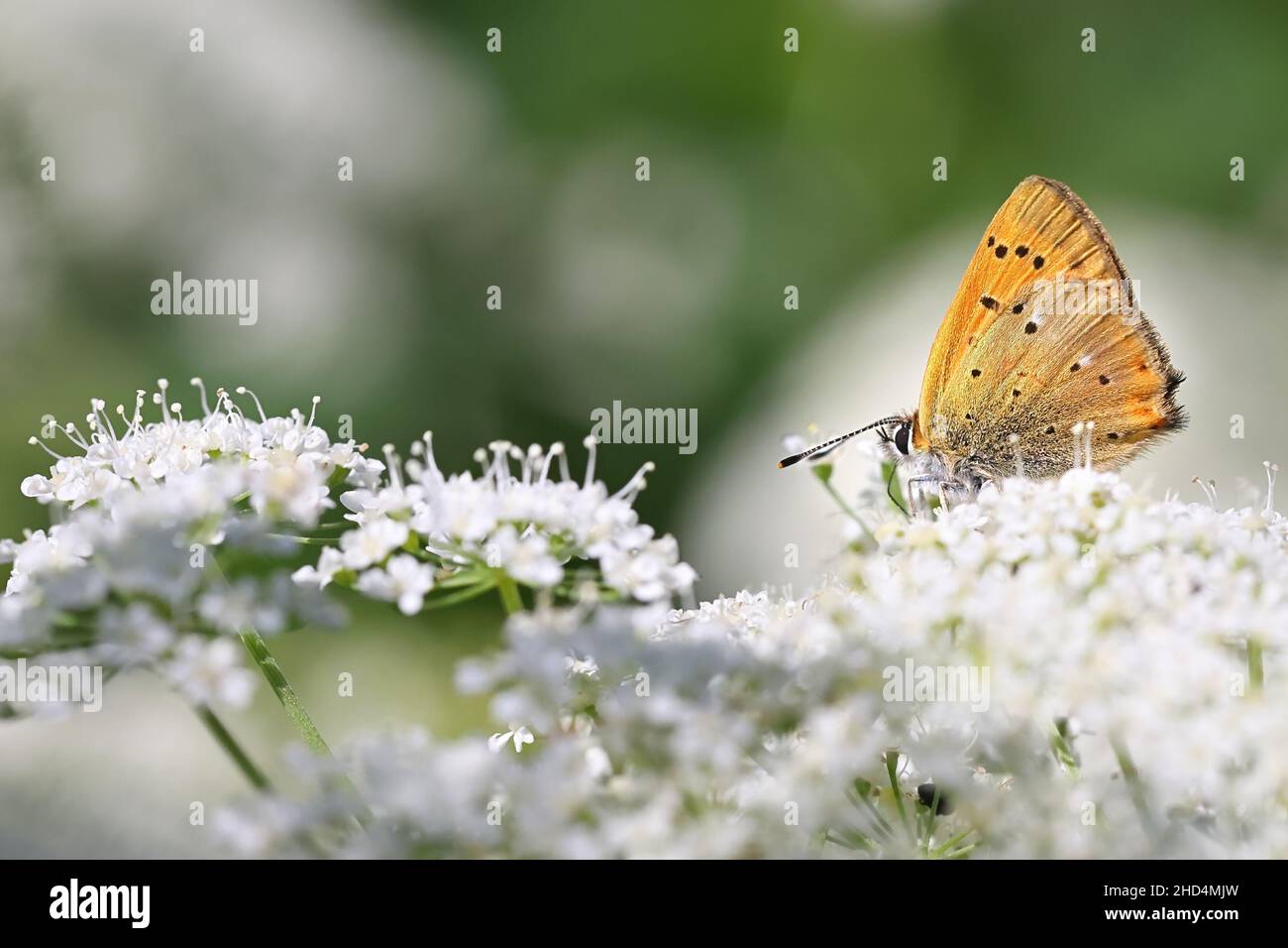 Lycaena virgaureae, known as Scarce copper butterfly, feeding on Cow Parsley, Anthriscus sylvestris Stock Photo