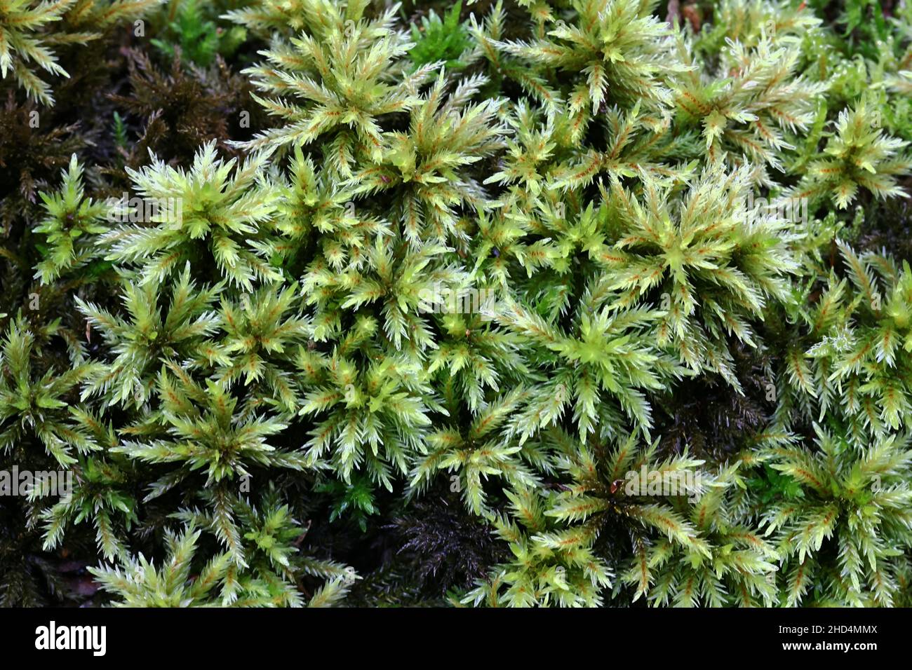Climacium dendroides, known as tree climacium moss or tree moss Stock Photo