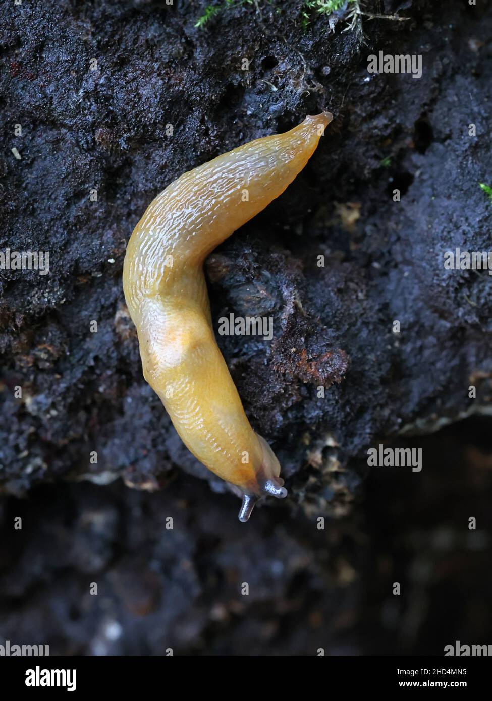 Deroceras agreste, commonly known as arctic field slug, field slug or milky slug Stock Photo