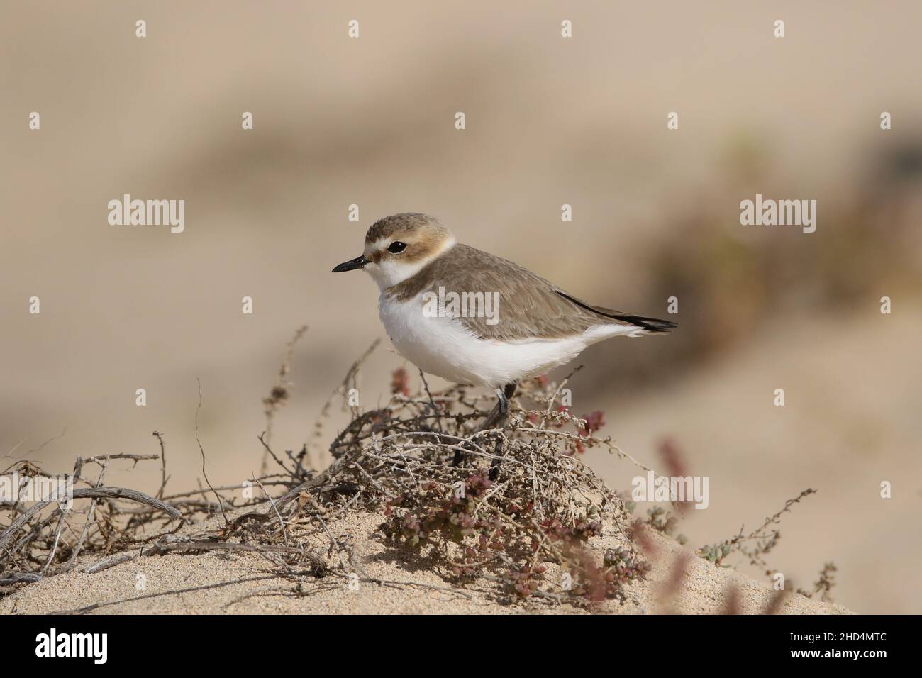 Kentish plover on Lanzarote, amongst a sand system of low dunes habitat where they will feed and also breed. Stock Photo