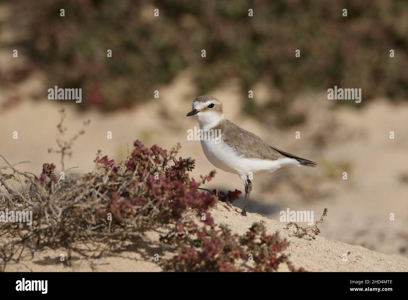 Kentish plover on Lanzarote, amongst a sand system of low dunes habitat where they will feed and also breed. Stock Photo