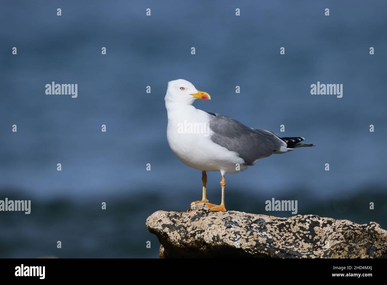 Adult yellow legged gull on the coast of Lanzarote where they reside. Stock Photo