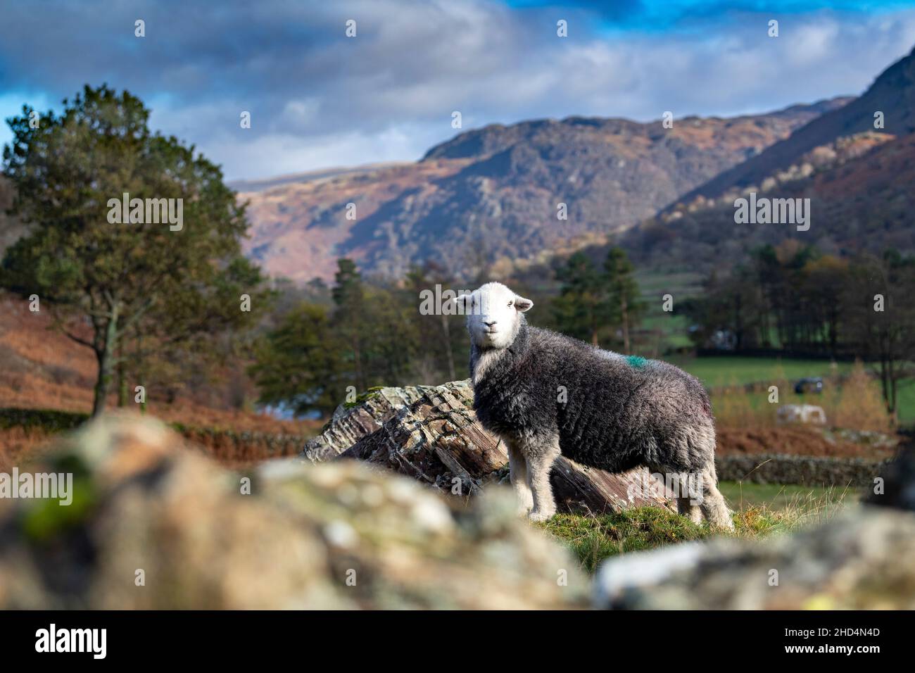 Herdwick sheep grazing on rough mountainside in the Seathwaite valley, Borrowdale, in the English Lake District, UK. Stock Photo