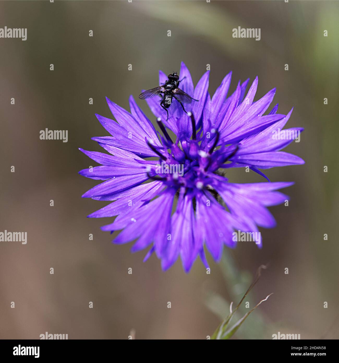 Macro shot of a bee collecting pollen from Bluebottle flower Stock Photo
