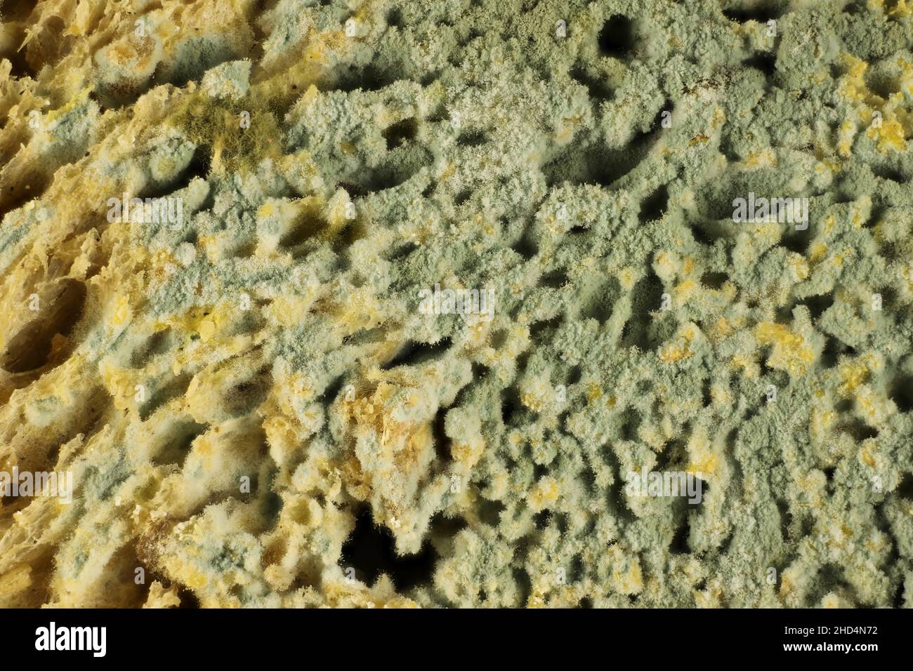 Super macro view of bread mould spores Stock Photo