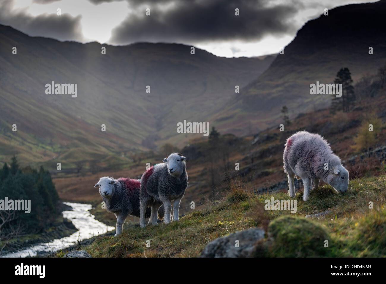 Herdwick sheep grazing on rough mountainside in the Seathwaite valley, Borrowdale, in the English Lake District, UK. Stock Photo