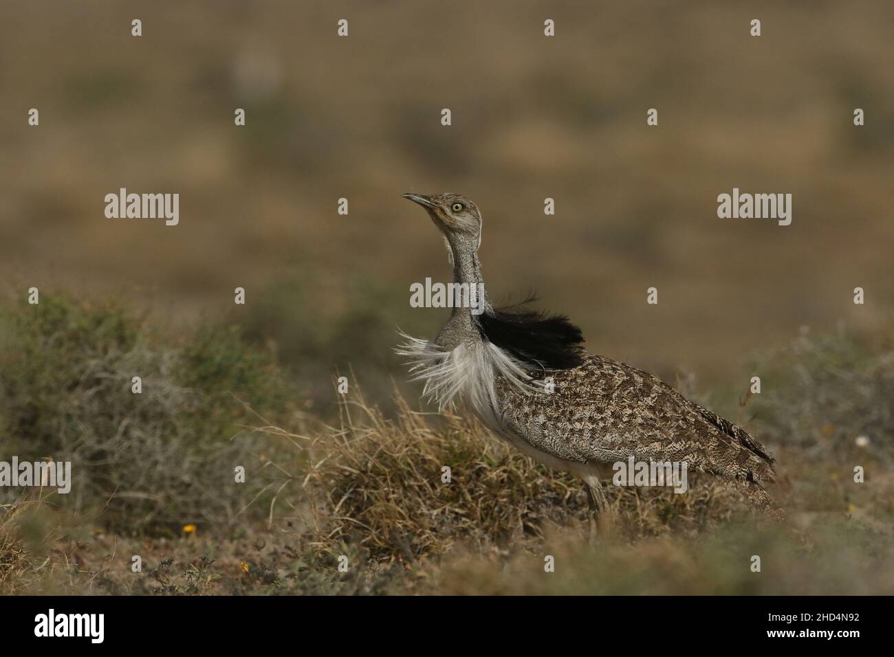 Houbara bustard on the plains of Lanzarote where they are protected by the Islands law enforcement.  On the islands they appear to be stable in number. Stock Photo