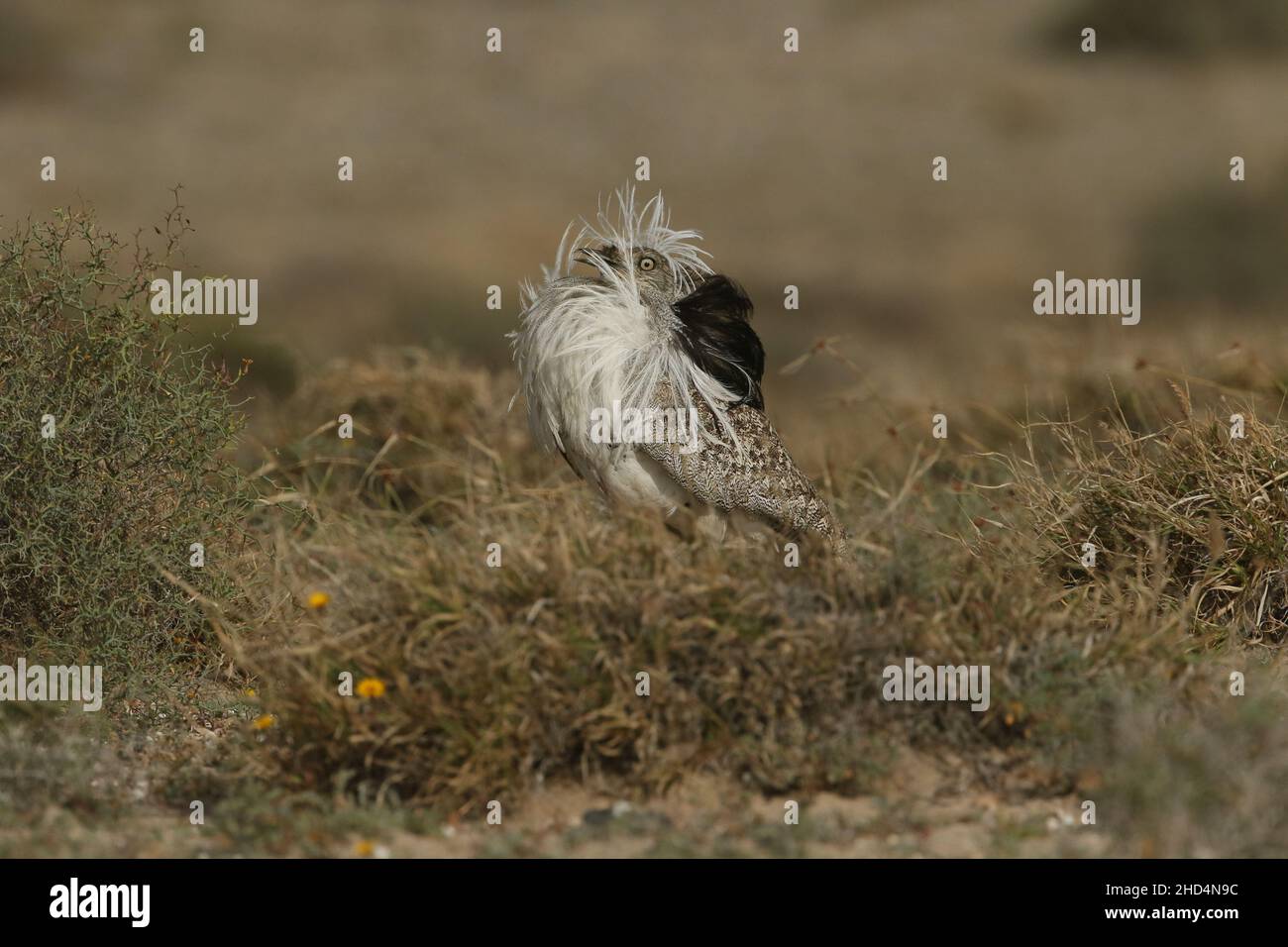 Houbara bustard on the plains of Lanzarote where they are protected by the Islands law enforcement.  On the islands they appear to be stable in number. Stock Photo