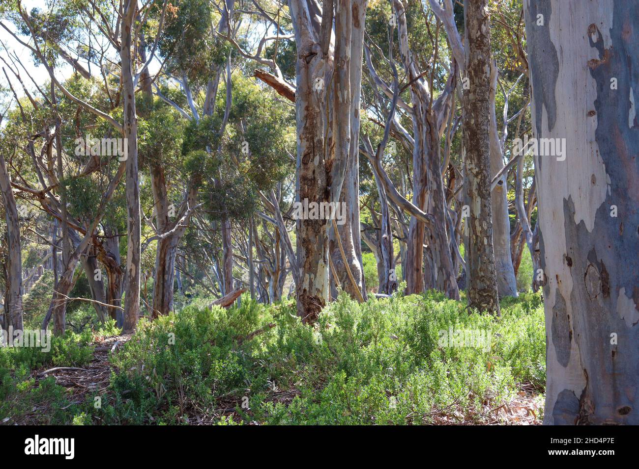 Bushland with eucalyptus trees in Australia Stock Photo