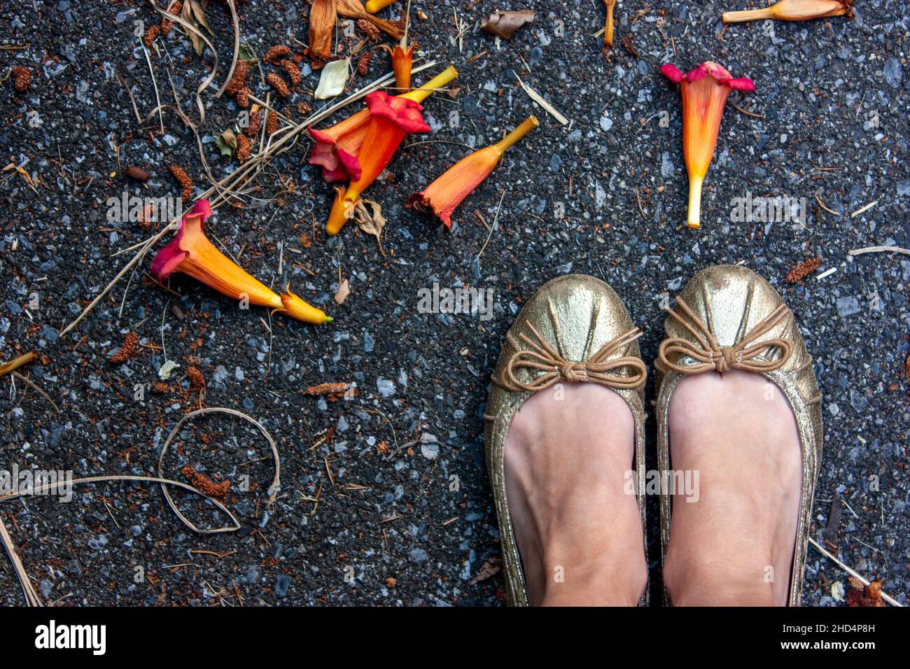 Top view of female feet wearing flat shoes and flowerheads on the ground Stock Photo