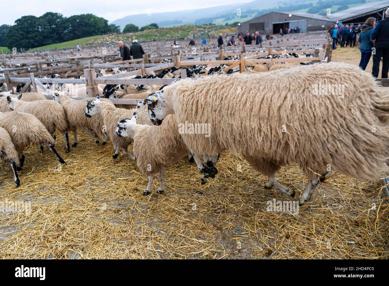 Sheep unloading of a livestock trailer at the Hawes mule gimmer lamb