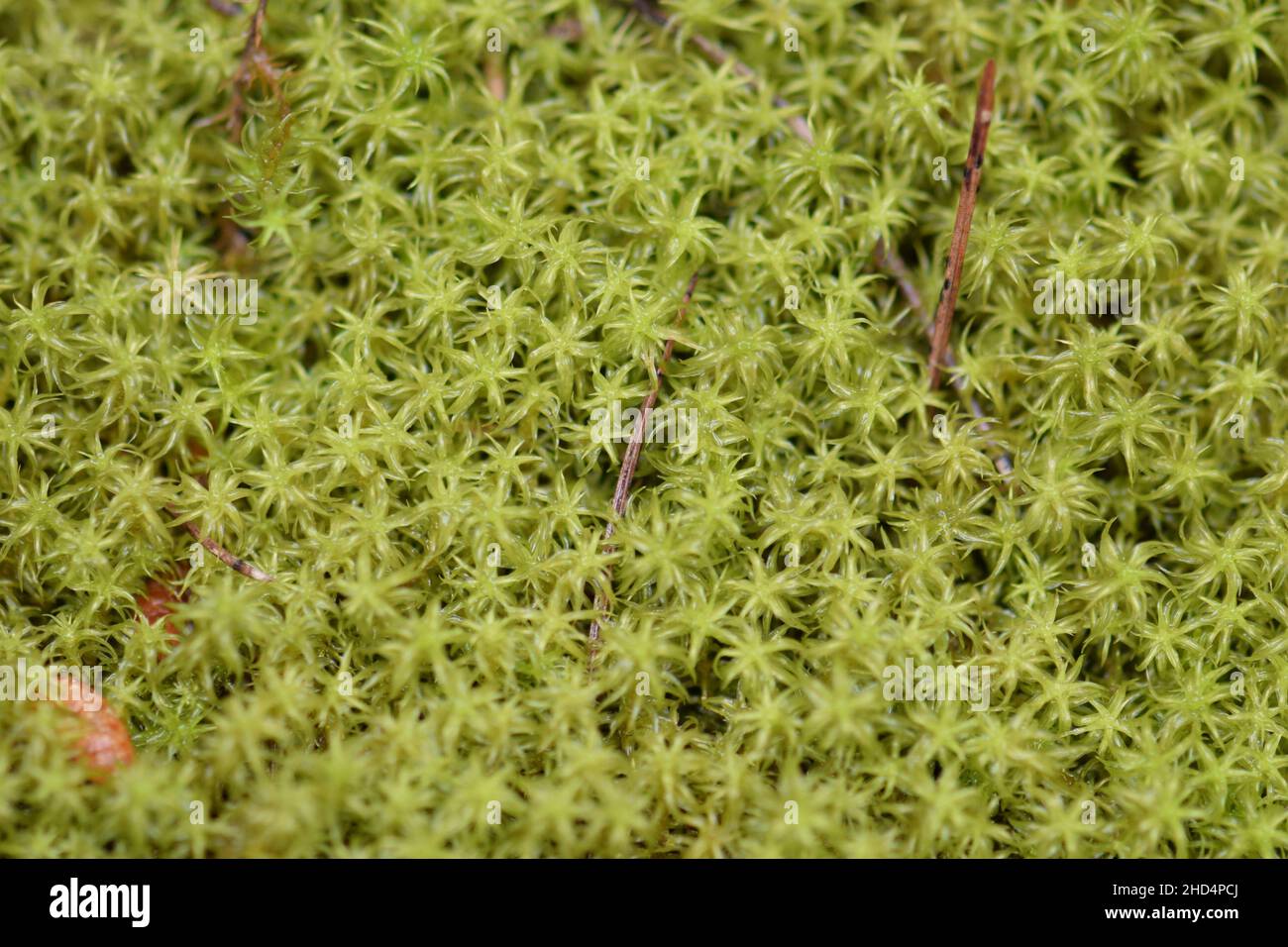 Tiny star moss plant after the rain. Selective focus macro natural background. Stock Photo
