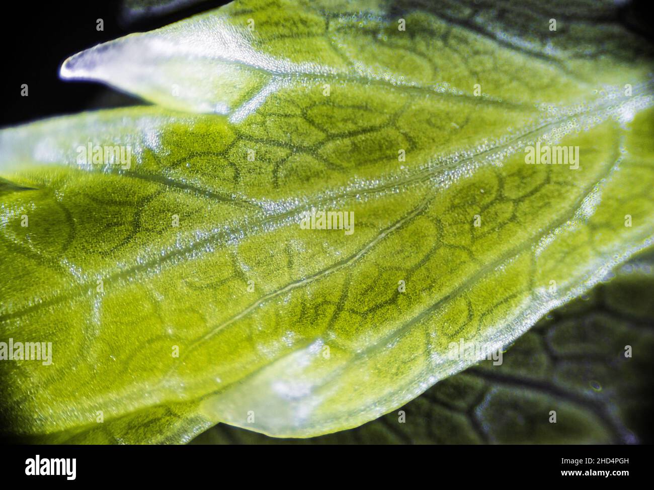 Green celery leaf macro under the microscope with a magnification of 40