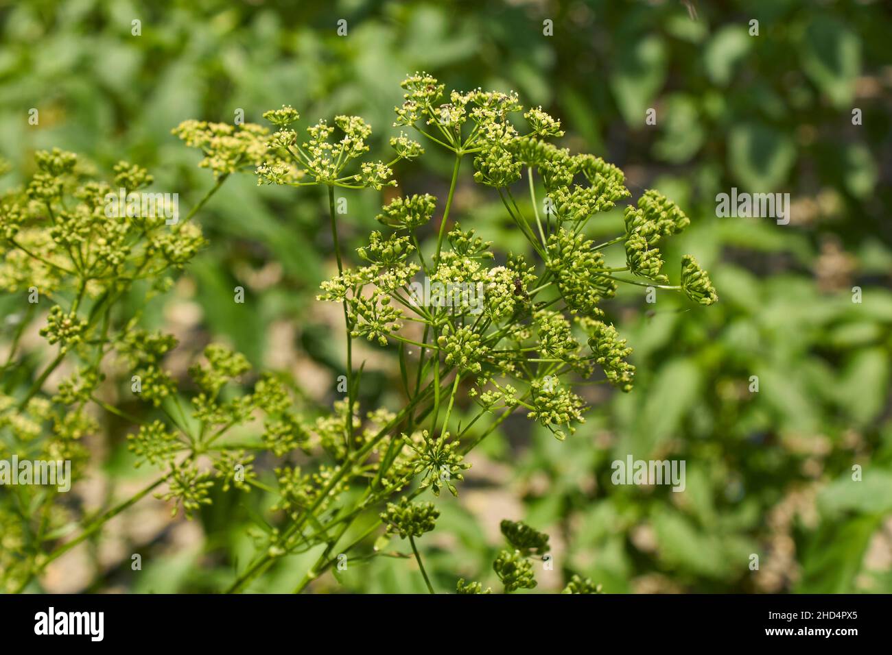 Petroselinum crispum neapolitanum in bloom Stock Photo