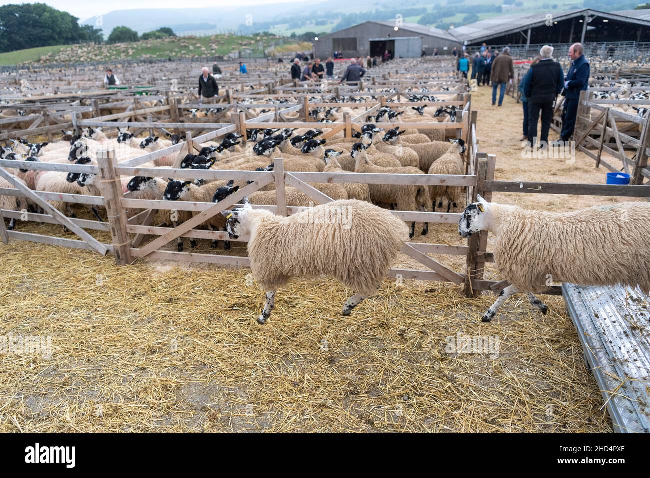 Livestock trailer hi-res stock photography and images - Page 3 - Alamy