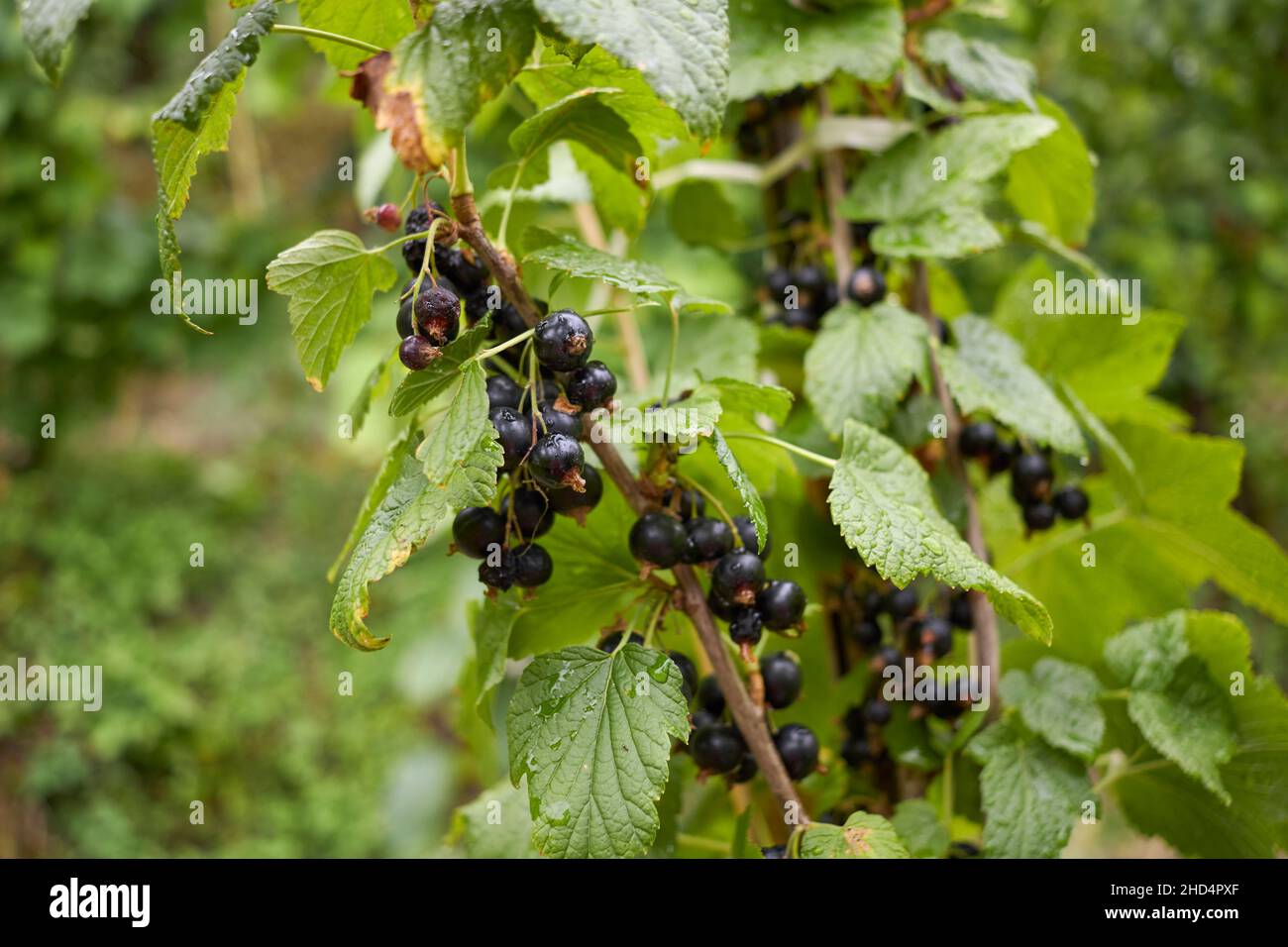 Ribes nigrum branch close up Stock Photo