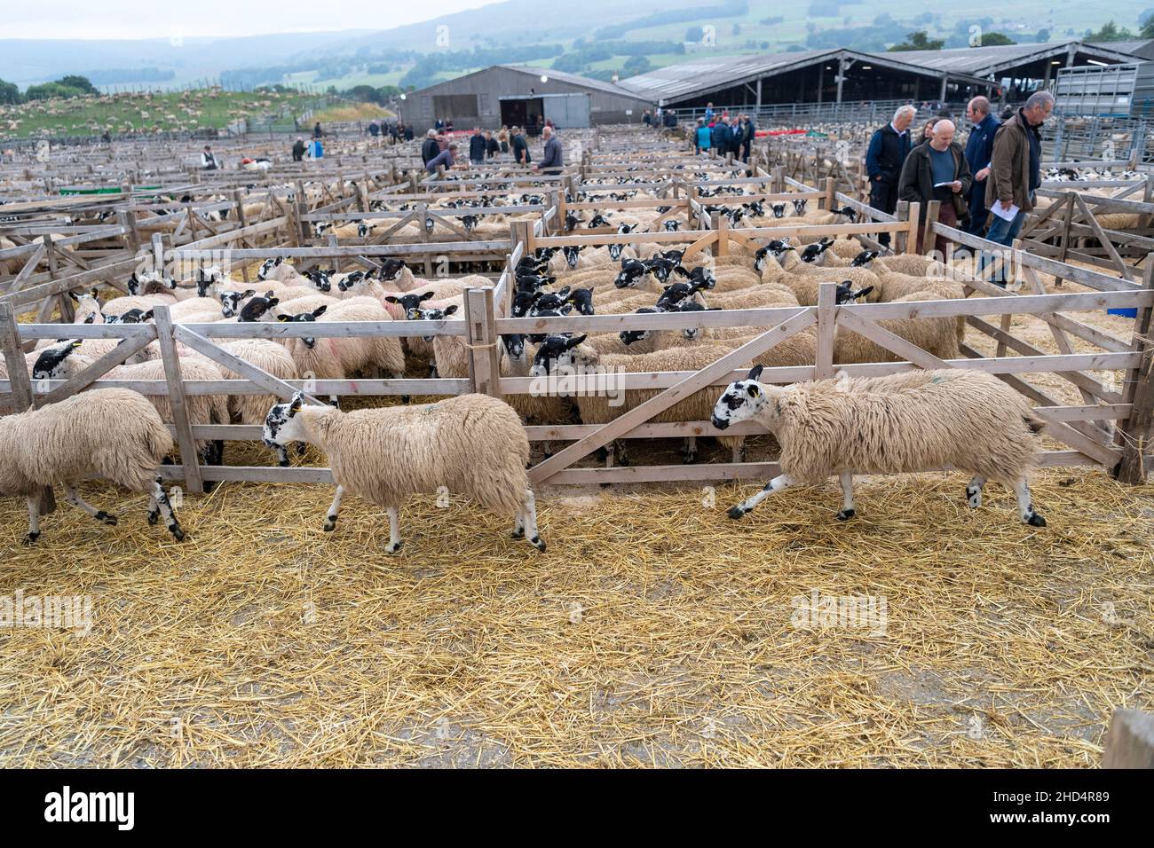 Sheep unloading of a livestock trailer at the Hawes mule gimmer lamb sale, September. North Yorkshire, UK. Stock Photo