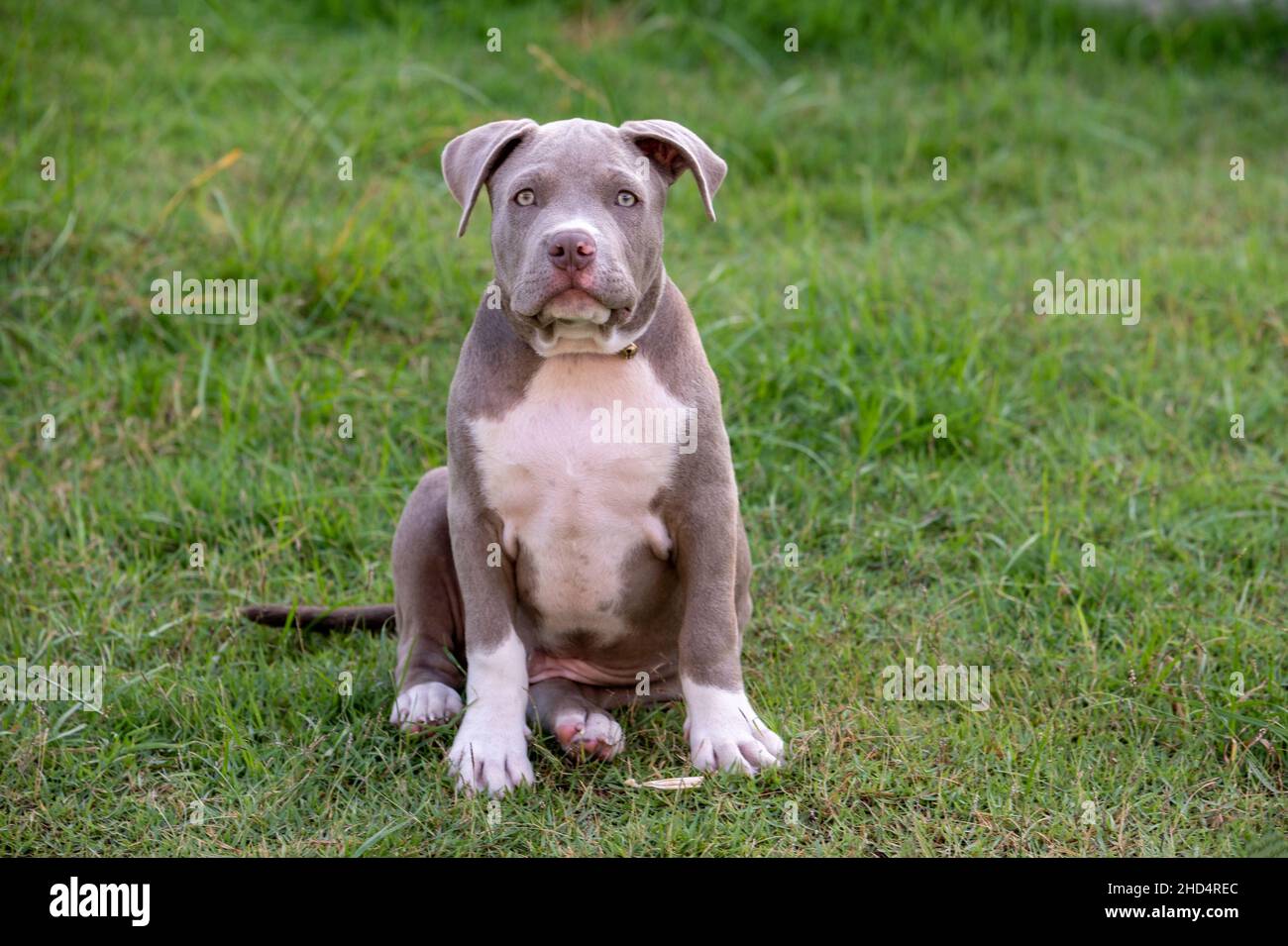Champagne bully clearance puppies