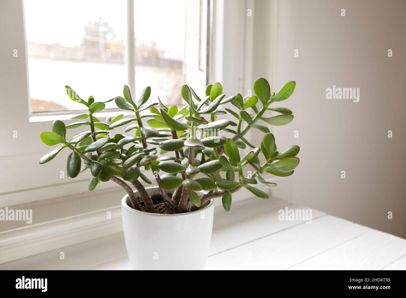 Crassula ovata, jade plant close-up. House plant in pot on the table by the window. Lush, fresh green leaves of houseplant. Succulent in home garden. Stock Photo