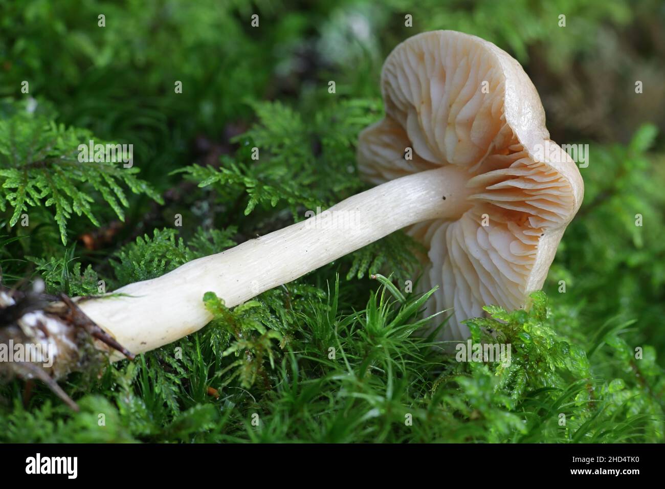 Tricholoma inamoenum, known as the gassy knight, wild mushroom from Finland Stock Photo