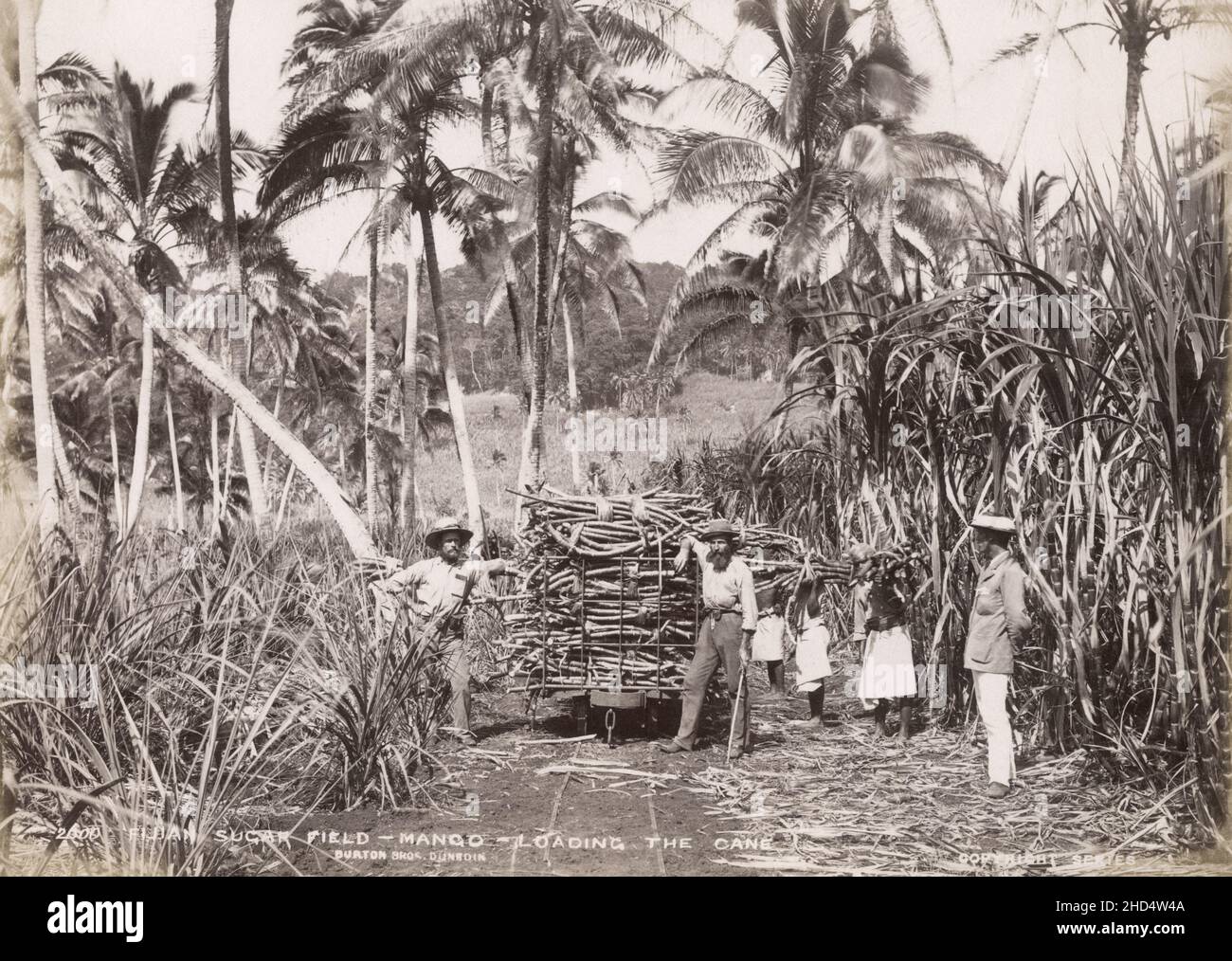 Vintage late 19th century photograph: Loading sugar cane, farming in ...