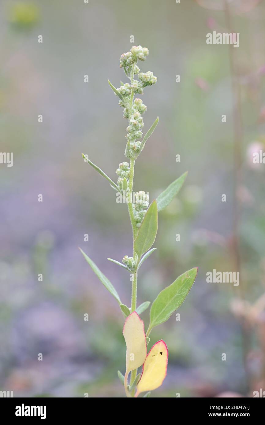 Chenopodium album, commonly known as Fat Hen, Lambsquarters or Lateflowering goosefoot, wild plant from Finland Stock Photo