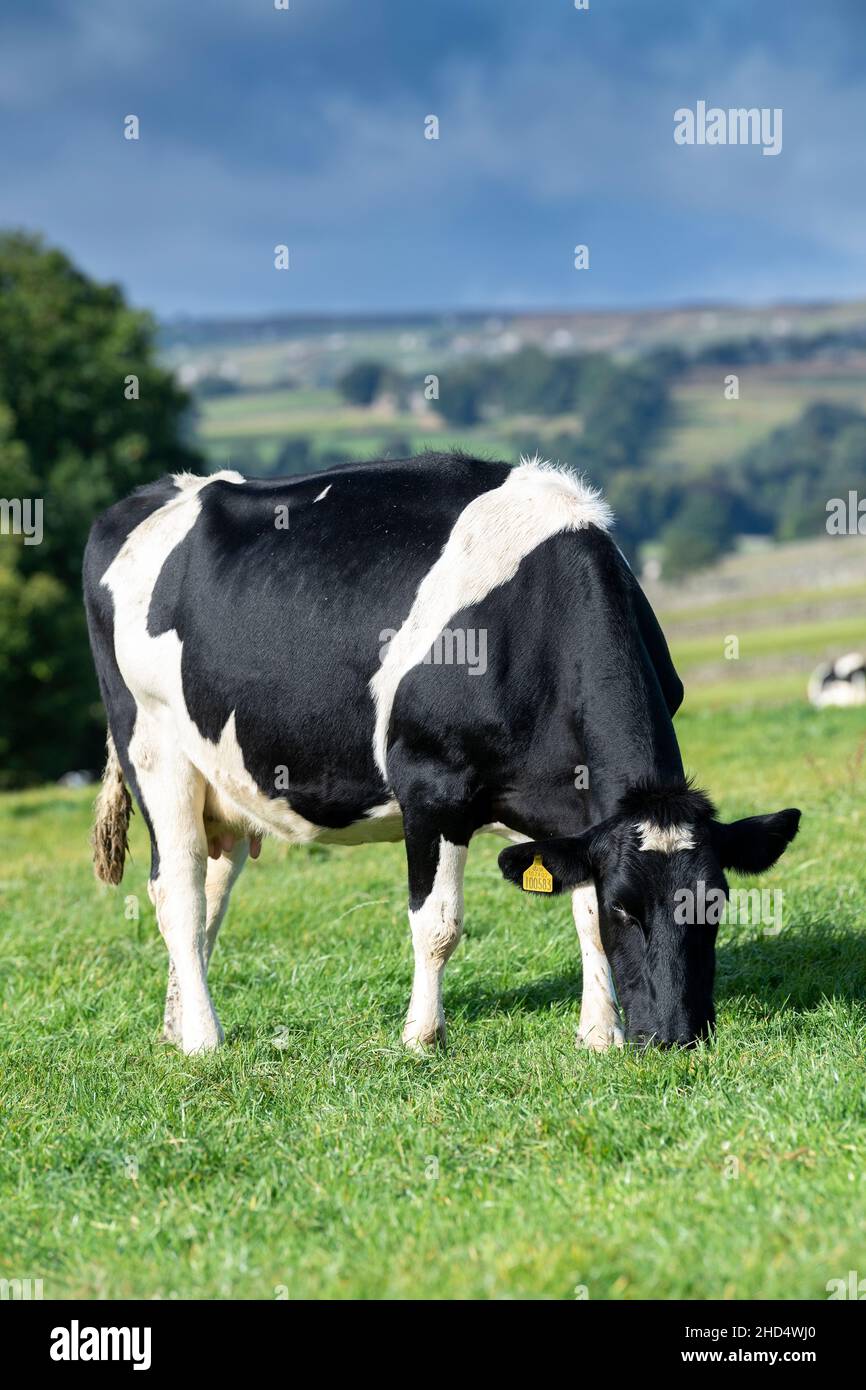 Black and white cattle hi-res stock photography and images - Alamy