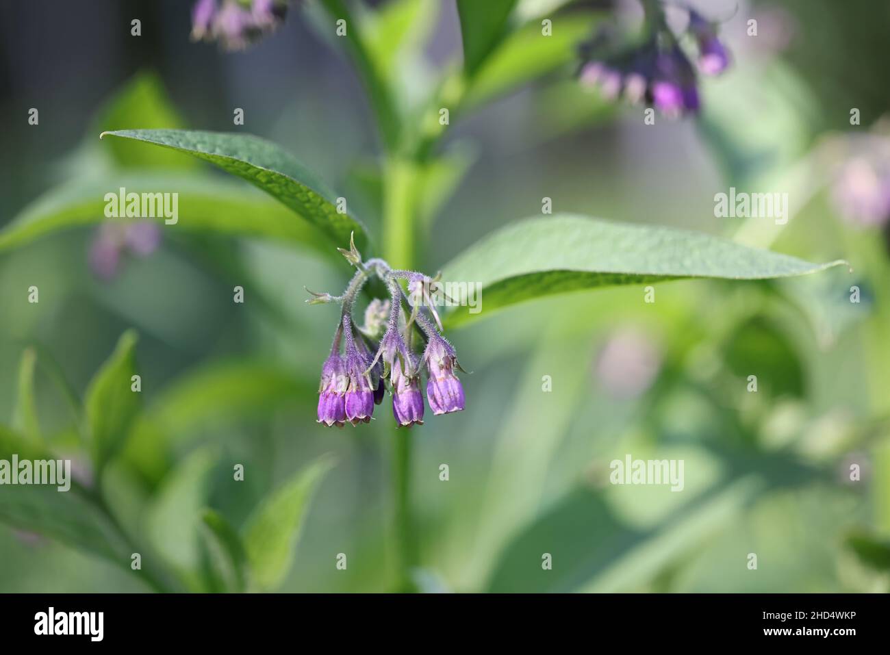 Symphytum officinale, known as Common comfrey or Common comphrey, wild medicinal plant from Finland Stock Photo