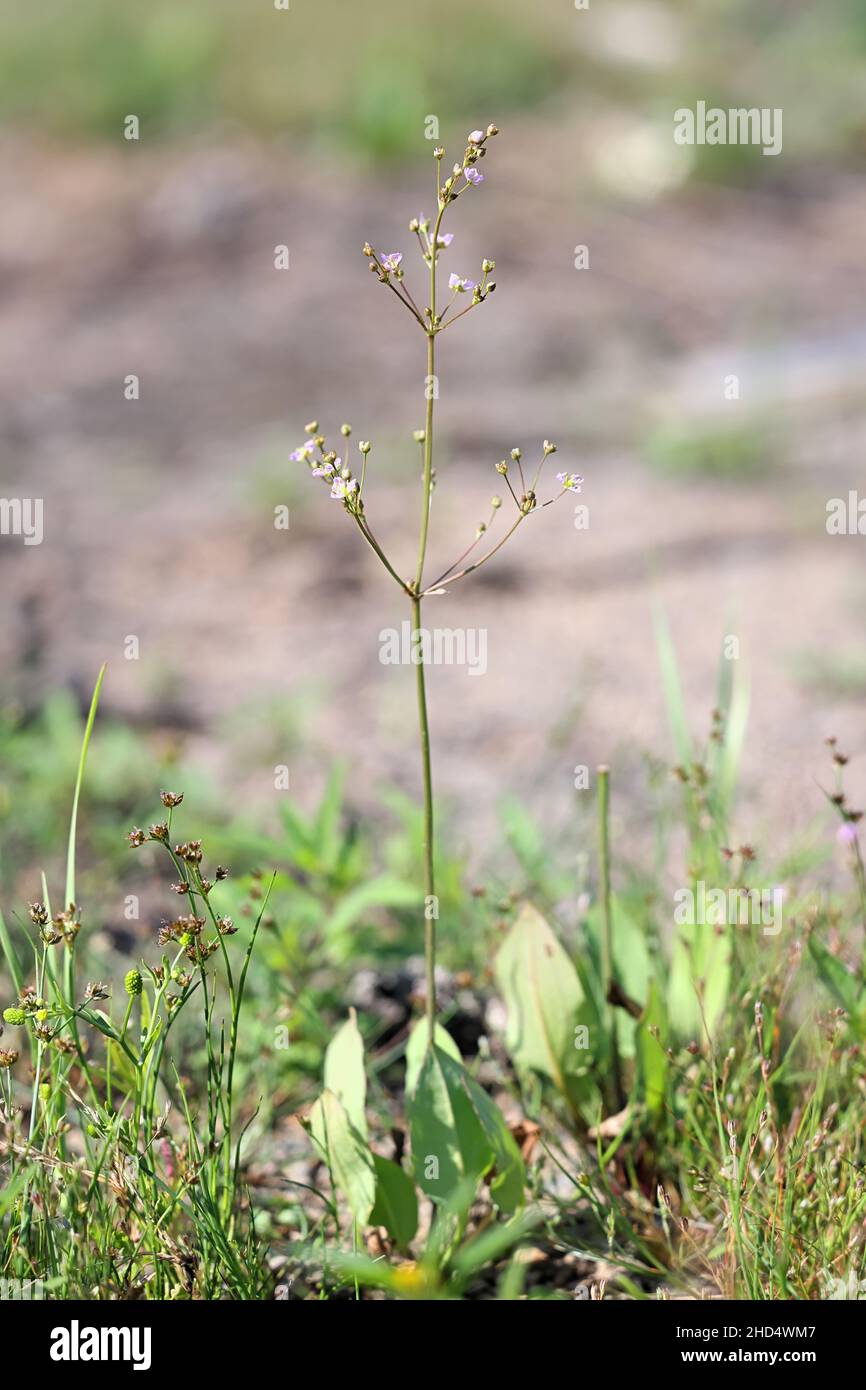 Alisma plantago-aquatica, commonly known as Water-plantain, Great water plantain or Mad-dog weed, wild plant from Finland Stock Photo