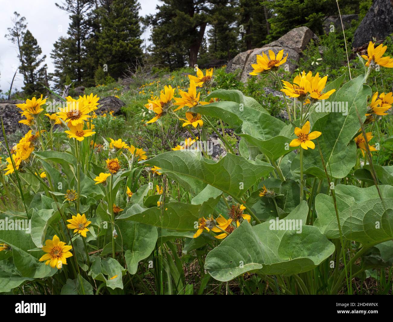 Heart-leaved arnica Arnica cordifolia, Slough Creek, Lamar Valley, Yellowstone National Park, Wyoming, USA, June 2019 Stock Photo