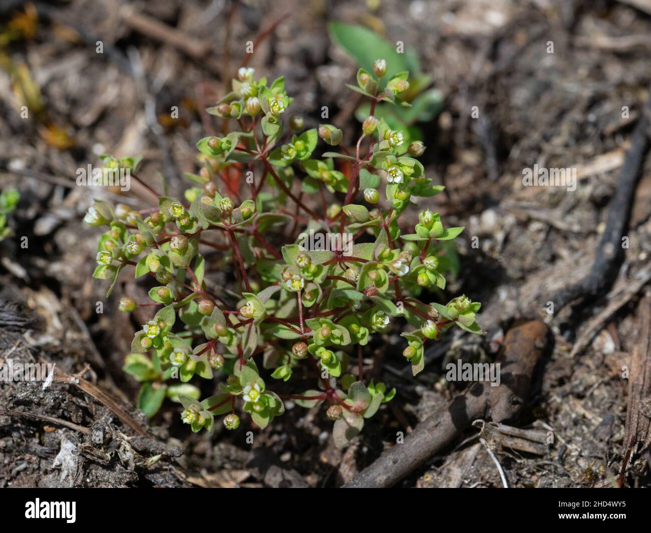 Allseed Radiola linoides Setley, New Forest National Park, Hampshire, England, UK, June 2020 Stock Photo